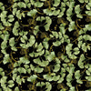 Imperial Blooms - Ginkgo CD4379