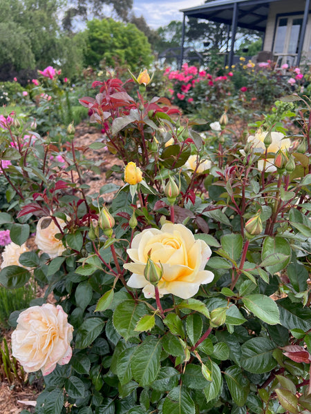 Australia Day Homemade Snack Box Preorders