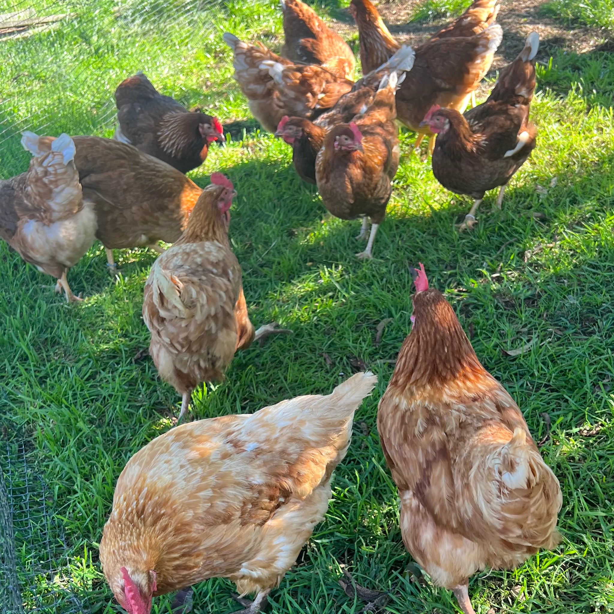 Half Dozen Eggs from the Chandler Chooks