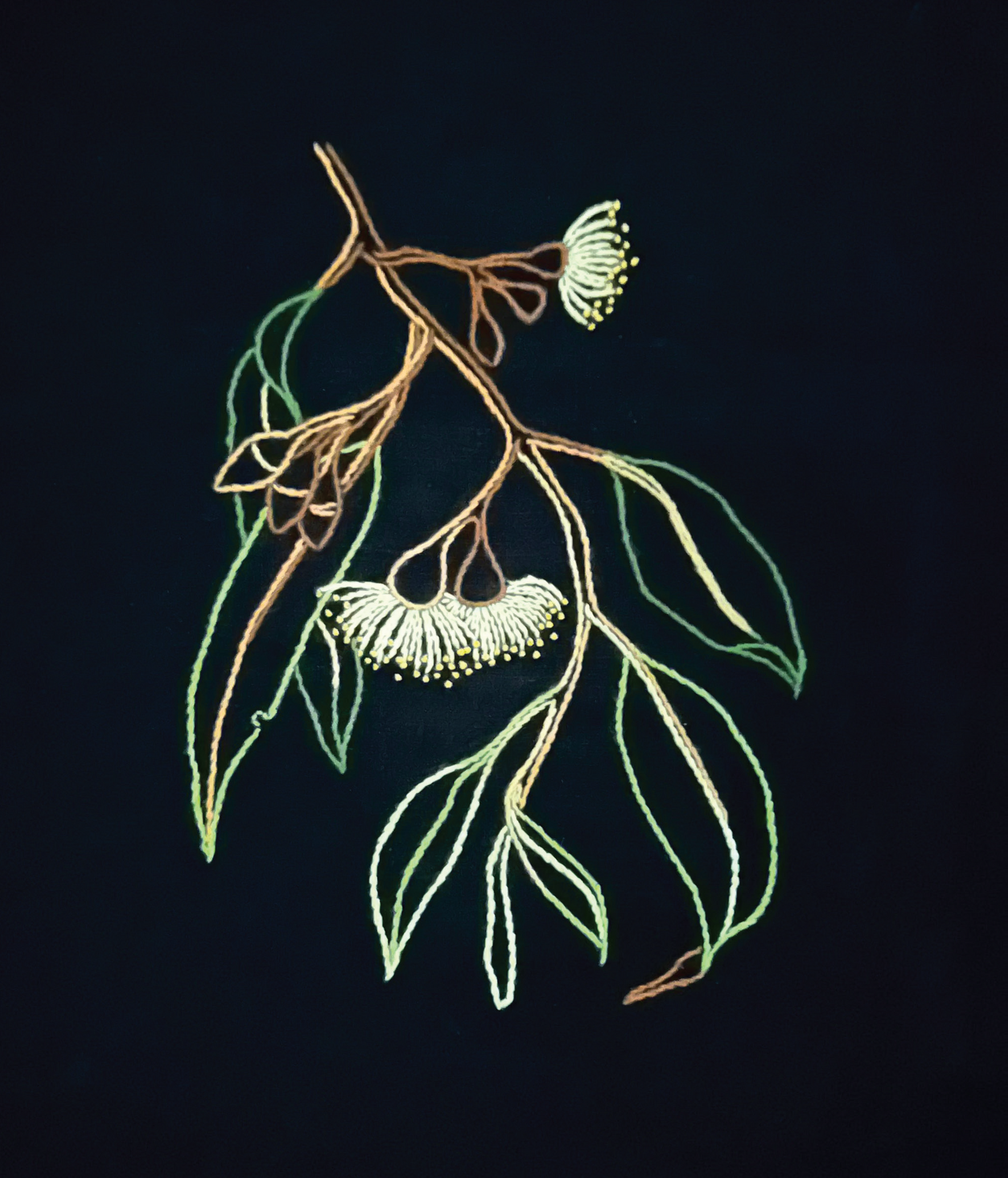 Margaret's Fabrics - Australian Stitchery - Flowering Gum on Black