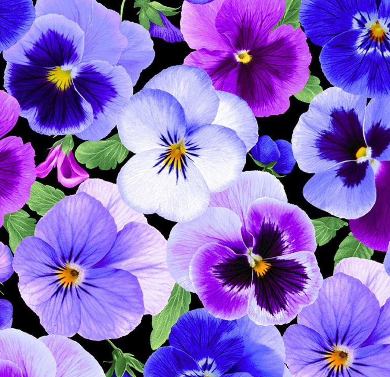 Timeless Treasures - Pansy - CD3750 - Pansy